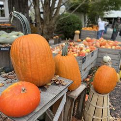 Gordon Skagit Farms - Pumpkins!