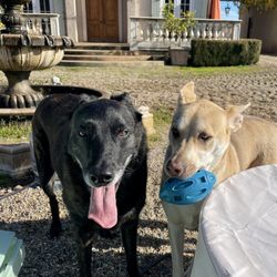 Cu Dona Winery - My two adorable dogs