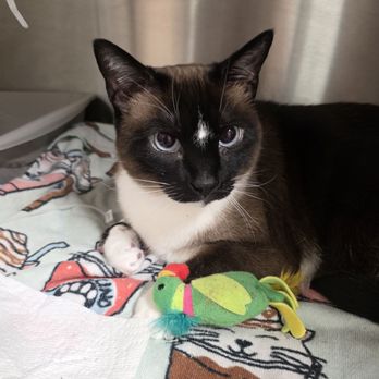 Veterinary Emergency Group - Taking my boy home today after a 48 hour stay for urinary blockage. - Emergency Pet Hospital Near Me - Ft. Lauderdale, Florida