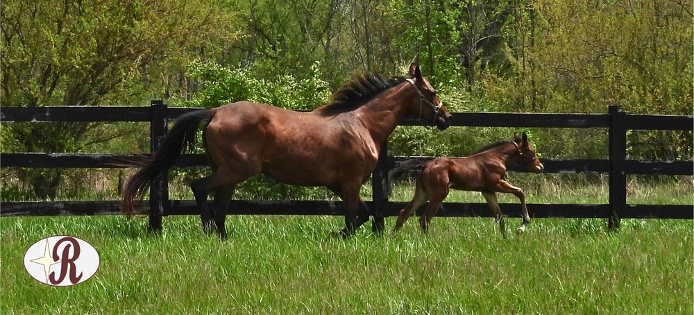 R Star Stallions - equestrian in Anderson, IN