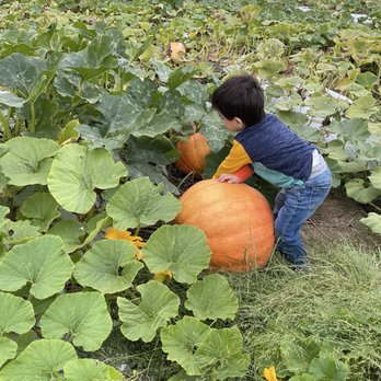 Goober Bubs Orchard and Bakery - Pick Your Own Farms Near Me - Justin, Texas Goober Bubs Orchard and Bakery - Pick Your Own Farms Near Me - Justin, Texas