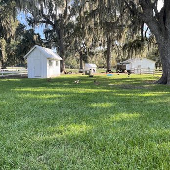 Congaree and Penn - Chickens! - Farms Near Me - Jacksonville, Florida