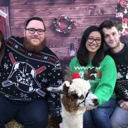 Taking holiday pictures with an alpaca!