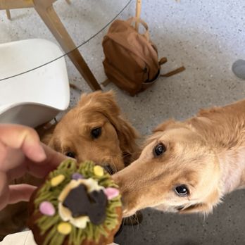 Drooly's Dog Bakery - Pet Stores Near Me - Bentonville, Arkansas Drooly's Dog Bakery - Pet Stores Near Me - Bentonville, Arkansas
