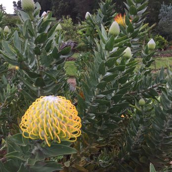 Ali'i Kula Lavender - Yellow pin cushion protea - Tours Near Me - Kula, Hawaii Ali'i Kula Lavender - Yellow pin cushion protea - Tours Near Me - Kula, Hawaii