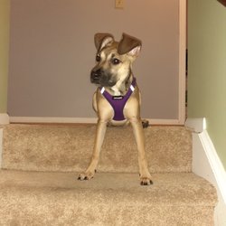 Dream House Rescue