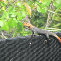 lizzard behind restrooms
