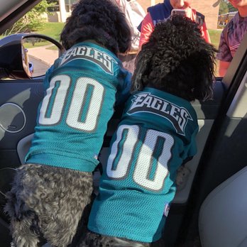 Kritter Kid Pet Sitting - Trotter and Luna - Eagles Fans - Pets Near Me - Clifton Heights, Pennsylvania Kritter Kid Pet Sitting - Trotter and Luna - Eagles Fans - Pets Near Me - Clifton Heights, Pennsylvania