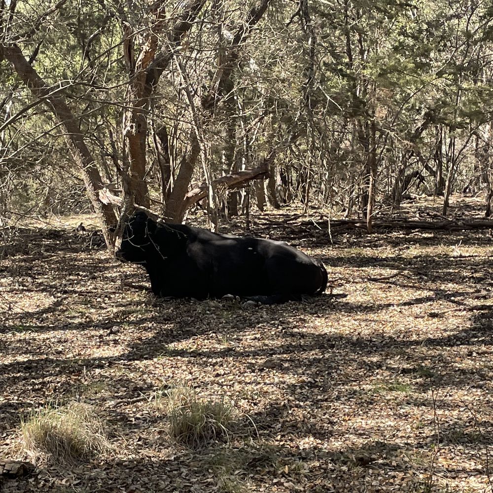 Saw some cows!
