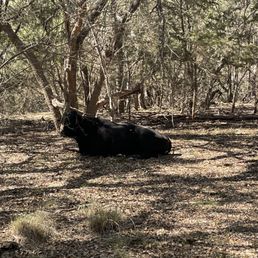 Saw some cows!