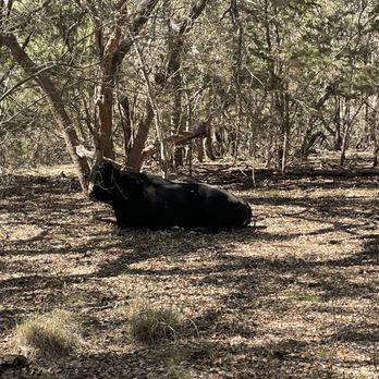 Cross G Ranch Trail Rides - Saw some cows! - Horseback Riding Near Me - Pipe Creek, Texas