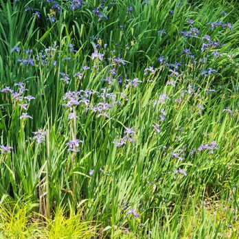 F.A. Seiberling Nature Realm - Wild irises - Parks Near Me - Akron, Ohio F.A. Seiberling Nature Realm - Wild irises - Parks Near Me - Akron, Ohio