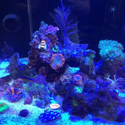 Our colorful tank! Our colorful tank!