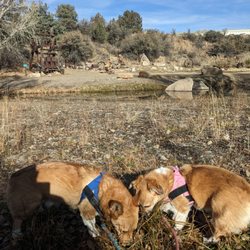 Fain Park - Nico and Clarabella sniffing around.