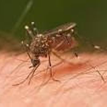 Conquest Pest Solutions - Pest Control Near Me - Skokie, Illinois