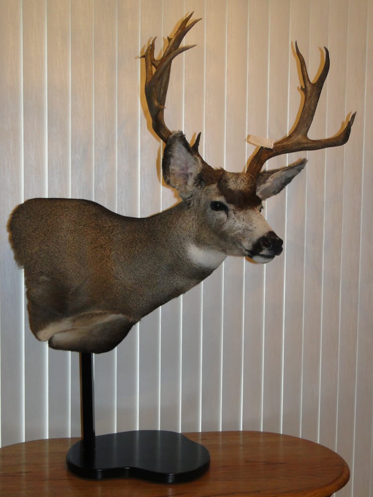 Cody's Taxidermy - taxidermy in Winters, CA