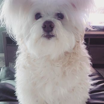 Woofers Grooming & Goodies - Needs a haircut! - Pet Groomers Near Me - Spanaway, Washington Woofers Grooming & Goodies - Needs a haircut! - Pet Groomers Near Me - Spanaway, Washington