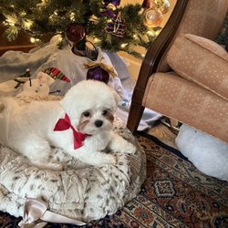 Bella Dolce Maltese - Vivienne at Christmas