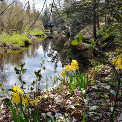 Ashtons Garden Centre - Daffodil Walk Every May