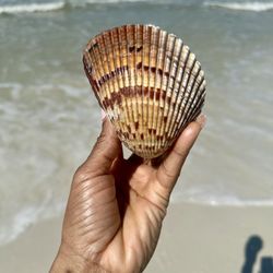 Caladesi Island State Park - Gorgeous seashell