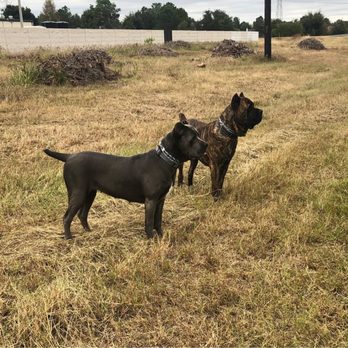 Ear Trim - Veterinarians Near Me - Spring, Texas Ear Trim - Veterinarians Near Me - Spring, Texas