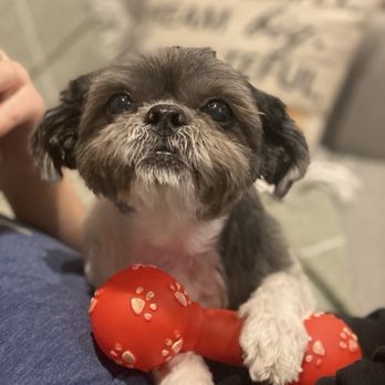 DK Dog Training - Pet Training Near Me - Acton, California DK Dog Training - Pet Training Near Me - Acton, California