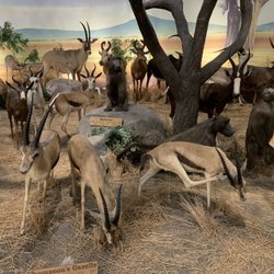 Cabela's