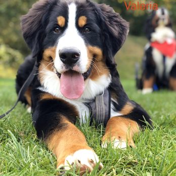 diggity dog pet salon