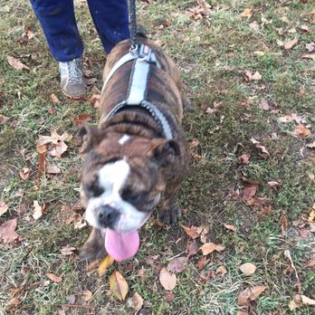 Echo Lake Dog Park - The famous dancing Bulldog lol - Parks Near Me - Mountainside, New Jersey