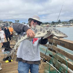 Capitola Boat & Bait - A leopard shark caught right next to the bait store