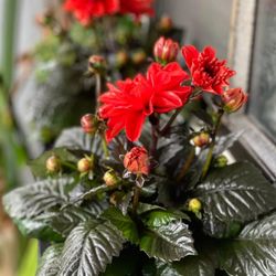 Evergreen Gardening
