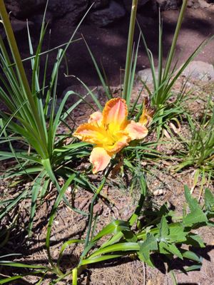 The Arboretum at Flagstaff by null