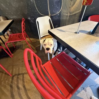 The Crack Shack - My cute dog again lol - New American Near Me - Encinitas, California The Crack Shack - My cute dog again lol - New American Near Me - Encinitas, California