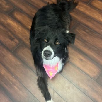 Well Groomed Pets - Chandler - Pet Groomers Near Me - Chandler, Arizona Well Groomed Pets - Chandler - Pet Groomers Near Me - Chandler, Arizona