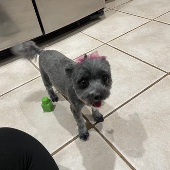 Urban Mutts - After - Pet Groomers Near Me - North Las Vegas, Nevada Urban Mutts - After - Pet Groomers Near Me - North Las Vegas, Nevada