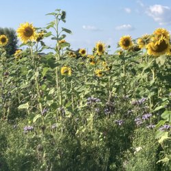 Landladen Kraut und Rüben - .....diesen Sommer haben wir einen wunderschönen Blühstreifen gesät.....