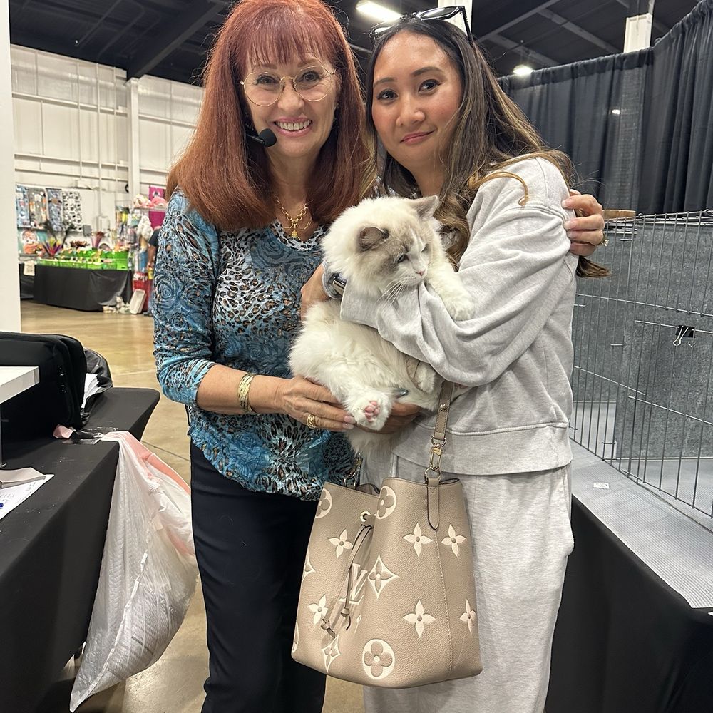 Ragdolljjsweeti - Pet Breeders Near Me Ragdolljjsweeti - Pet Breeders Near Me