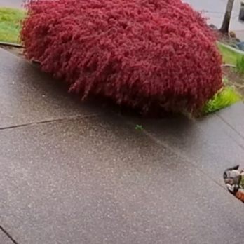 TLC - Thrush Lawn Care - What it looked like before - Lawn Services Near Me TLC - Thrush Lawn Care - What it looked like before - Lawn Services Near Me