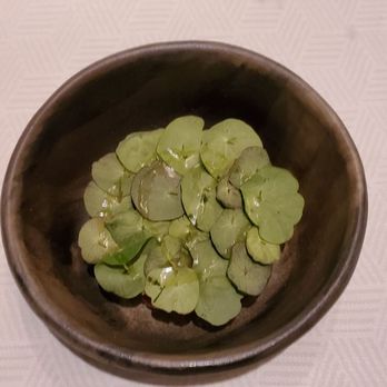 Aquavit - Venison is under the Nasturtiums (edible leaves) glazed w aged Beef fat, - Scandinavian Near Me - New York, New York