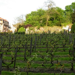 Clos de Montmartre