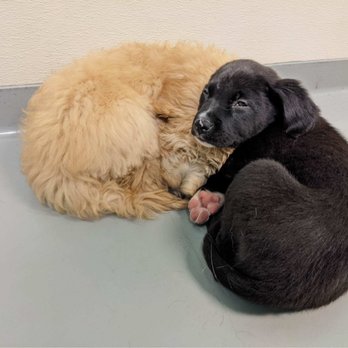 Audrey's Barkyard - My fur baby sleeps hard after his hard day of play! - Pet Groomers Near Me - Wake Forest, North Carolina