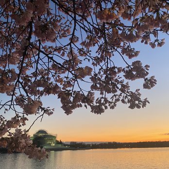 Tidal Basin - Cherry Blossoms - Lakes Near Me - Washington, DC, District of Columbia