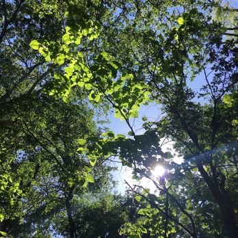 Woods Yard Park - Beautiful shade trees - Parks Near Me - San Francisco, California Woods Yard Park - Beautiful shade trees - Parks Near Me - San Francisco, California