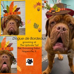 The UpScale Tail Pet Grooming - Naperville