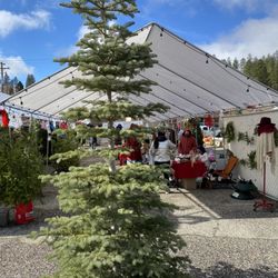 Jingletown Christmas Trees