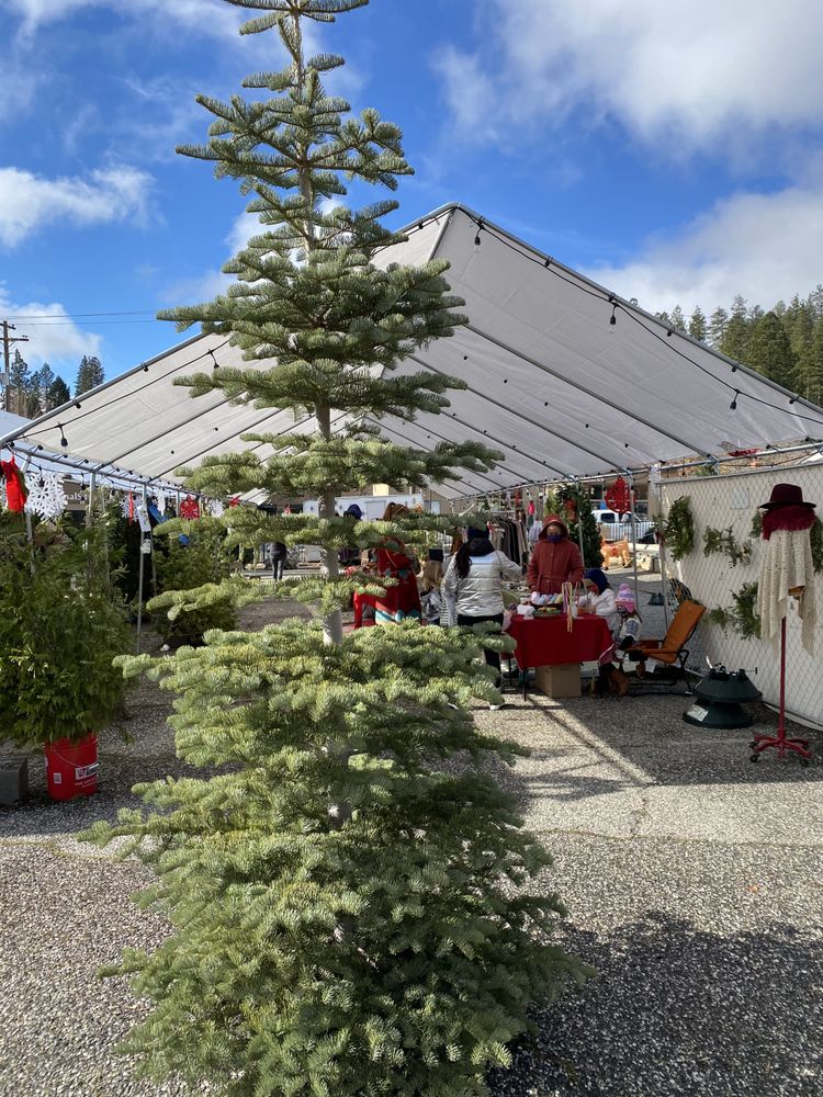 JINGLETOWN CHRISTMAS TREES Updated August 2024 292 Olympia Park Cir