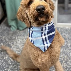 The Bed & Biscuit Dog Spa - Big Boy Brodi