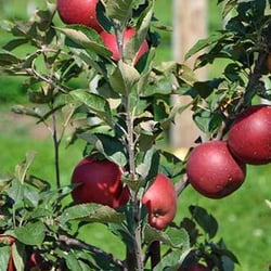 Central Apple Market - Bakery
