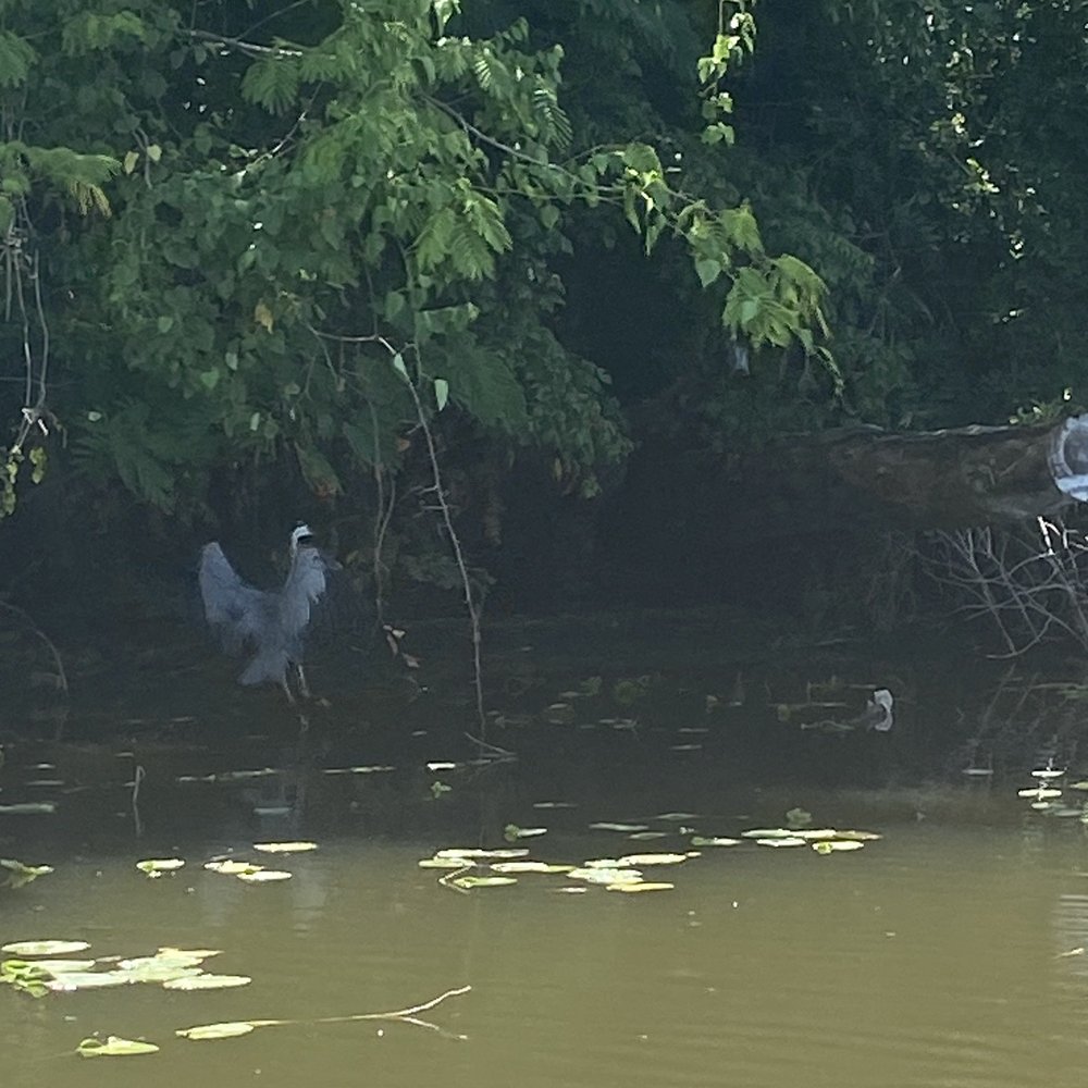 Cane River Queen River Boat - Wildlife - Boat Charters Near Me - Natchitoches, Louisiana