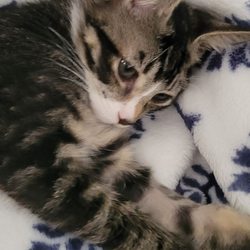 Pensacola  Humane Society - Kitten (Hood) that was adopted.